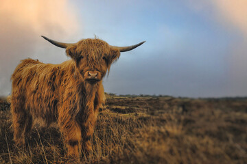 Beautiful long-haired highland cattle with a cloudy sky in the background, Highlands Scotland