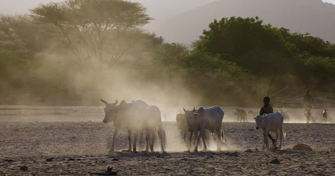 Climate change.drought.water crisis.Close-up.African men and young boy herding livestock,emaciated thin cattle and goats along a dusty,dry river bed to water points due to persistent drought. Kenya