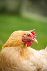 Chickens on a small farm in the country. Small scale poultry farming in Ontario, Canada.