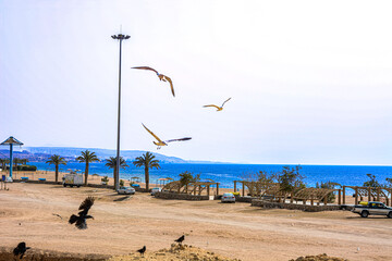 Desert birds