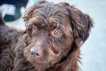 Portrait of a brown medium-sized English setter dog