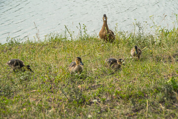 Wild duck with ducklings on shore of lake - 525598292