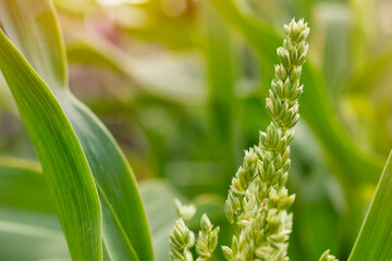 Close-up of seeds, flowering corn in a field with a blurred background. The concept of agriculture. copy space for text