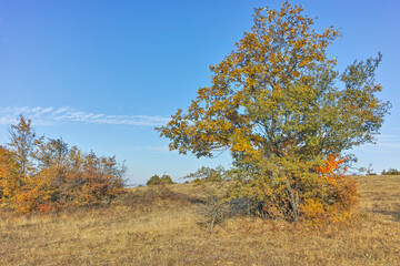 Fototapeta premium Autumn landscape of Cherna Gora mountain, Bulgaria