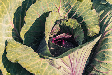 Green cabbage leaves with veins on bed. Growing vegetables in garden. Preparation for harvest season, autumn farmers' fair. Fresh ingredients for vegetarian salad - 525598671