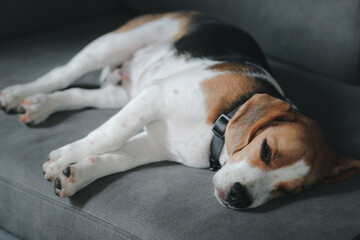 Beagle dog sleeping on sofa. Cute Beagle puppy on sofa indoors. Adorable pet. Beagle dog sleeping on sofa.