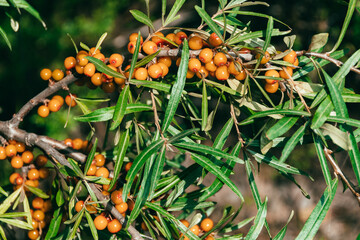 Ripe sea buckthorn berries in summer forest. Harvesting on branches. Ingredient for freshly squeezed juice. Growing fruit in garden. Hippophae rhamnoides - 525598811
