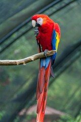 Closeup shot of colorful macaw parrot with long tail sitting on stick on green blurred background © Wirestock Creators