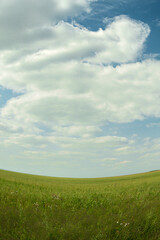 Yellow rural field under blue sky with clouds. Countryside, pasture for livestock. Summer hot weather in steppe - 525598862