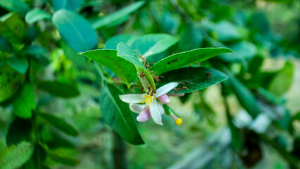 Obraz premium Green-leafed melon trees are in bloom swarming with red ants