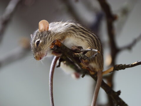 Closeup shot of the barbary striped grass mouse sitting high on the tree branch