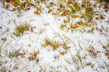 Unexpected snow in early autumn covered green grass and leaves. Climate change due to cooling. Death of harvest and plants from cold - 525599443