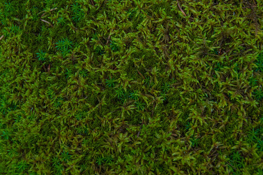 Green moss in taiga forest as abstract background