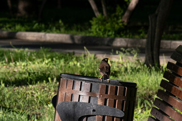 Wild Indian starling myna sits on an urn in the park.