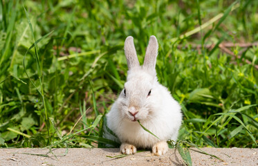 Little cute rabbit eats grass in nature.