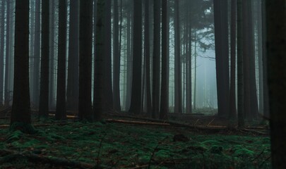 Mysteriöser Wald in leichten Nebel gehüllt © Wirestock Creators