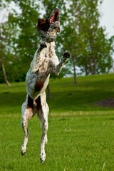 Vertical shot of a dog jumping in the air and trying to catch a frisbee