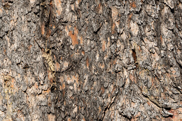 Pine bark of old tree as abstract background. Textured surface of trunk. - 525600076