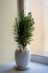 Small fir tree in ceramic pot decorated with white christmas baubles near window
