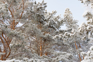 Snowfall in pine winter forest. Branches were covered with frost and snow. Cold temperature froze fir needles. White trees waiting for blizzard