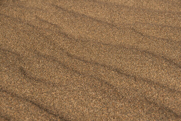 Fototapeta na wymiar Yellow sand dunes as backdrop. Hot weather in desert, lack of water, soil erosion