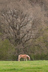 Vertical shot of a horse (Equus ferus caballus) grazing in the pasture