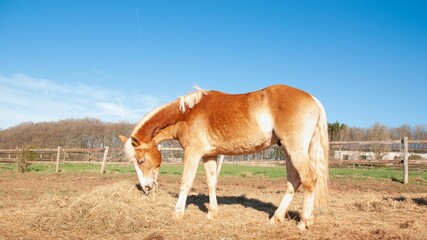 Horse (Equus ferus caballus) grazing in the pasture under the sun