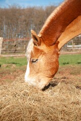 Vertical closeup shot of a horse (Equus ferus caballus) grazing in the pasture