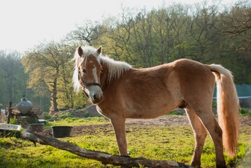 Horse (Equus ferus caballus) standing in the pasture behind the fences