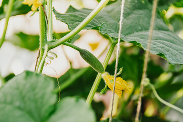 Young cucumber with yellow flower in greenhouse. Growing vegetables. Green leaves and stems as background. Gardener for vegetarian salad. Spring farm work - 525601081
