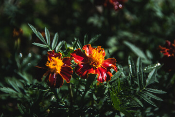 Orange Tagetes in autumn garden. French marigold bright yellow red flowering plant, ornamental petal. Flower bed in city park. Buds among green foliage. - 525601238