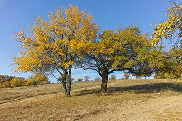 Autumn landscape of Cherna Gora mountain, Bulgaria