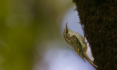 Tree Crepeer (Certhia familiaris) closeup with fuzzy background