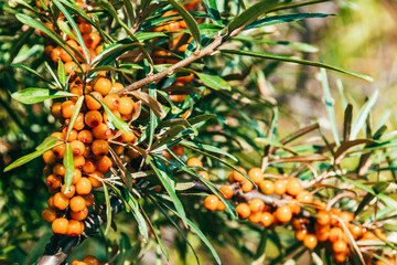 Ripe sea buckthorn berries in summer forest. Harvesting on branches. Ingredient for freshly squeezed juice. Growing fruit in garden. Hippophae rhamnoides - 525601408