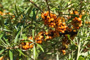 Ripe sea buckthorn berries in summer forest. Harvesting on branches. Ingredient for freshly squeezed juice. Growing fruit in garden. Hippophae rhamnoides - 525601462