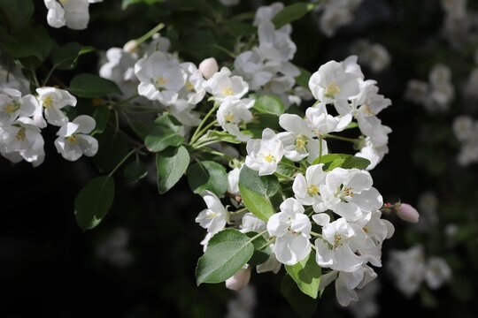Closeup of Malus prunifolia branch with flowers in a forest