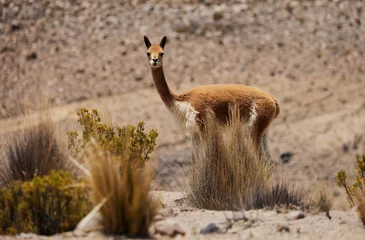Fotobehang View of a beautiful vicuna in a field with dry grass on a sunny day © Wirestock Creators