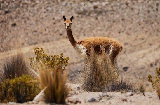View of a beautiful vicuna in a field with dry grass on a sunny day