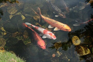 Close-up shot of koi fishes in a rocky pond