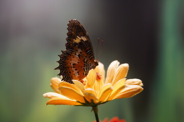 Beautiful butterfly on flower. Butterfly background. 