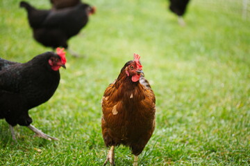 Chickens on a small farm in the country. Small scale poultry farming in Ontario, Canada.