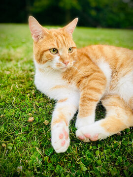 chat roux et blanc allong&eacute; dans l'herbe