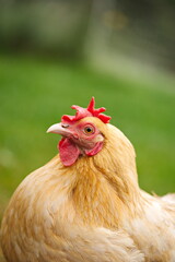 Chickens on a small farm in the country. Small scale poultry farming in Ontario, Canada.