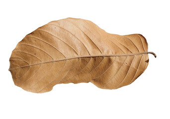 Dry leaf isolated transparency background..