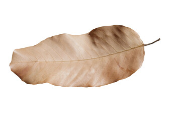 Dry leaf isolated transparency background..