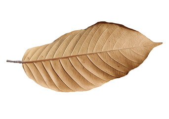 Dry leaf isolated transparency background..