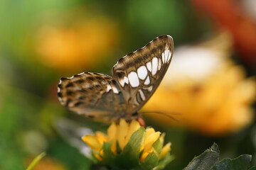 Beautiful butterfly on flower. Butterfly background. 
