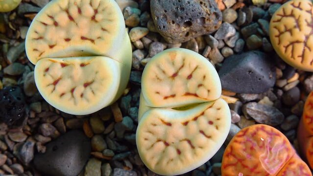 Mesembs (Lithops karasmontana) South African plant from Namibia in the botanical collection of supersucculent plants