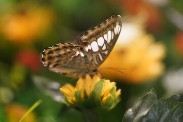 Beautiful butterfly on flower. Butterfly background. 
