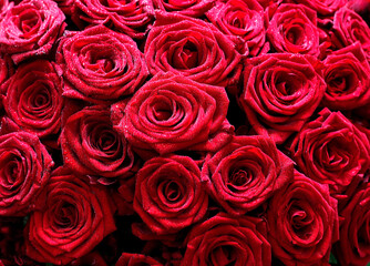 Bright red roses. Fresh flowers for the holidays.